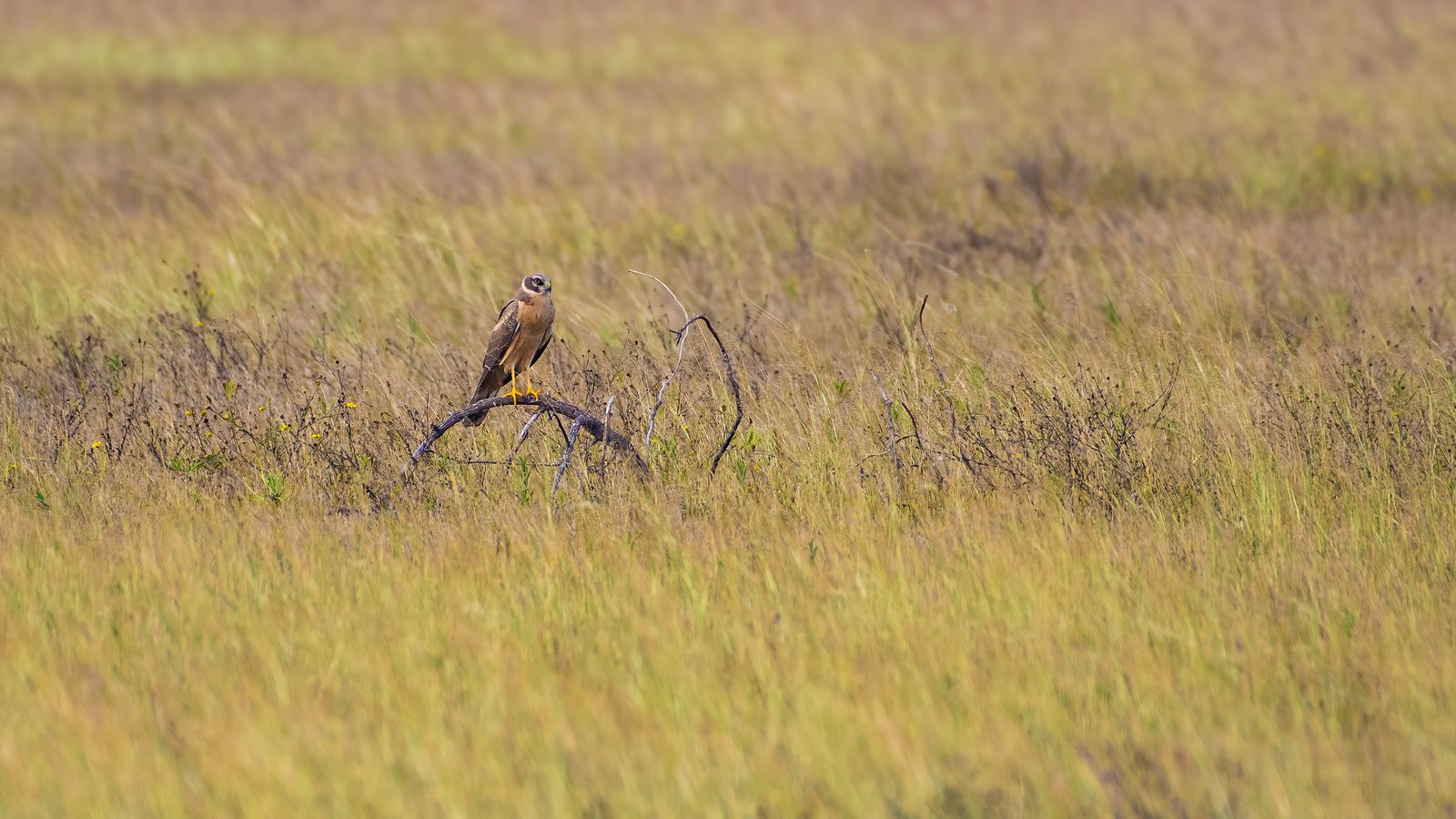 harrier (6)
